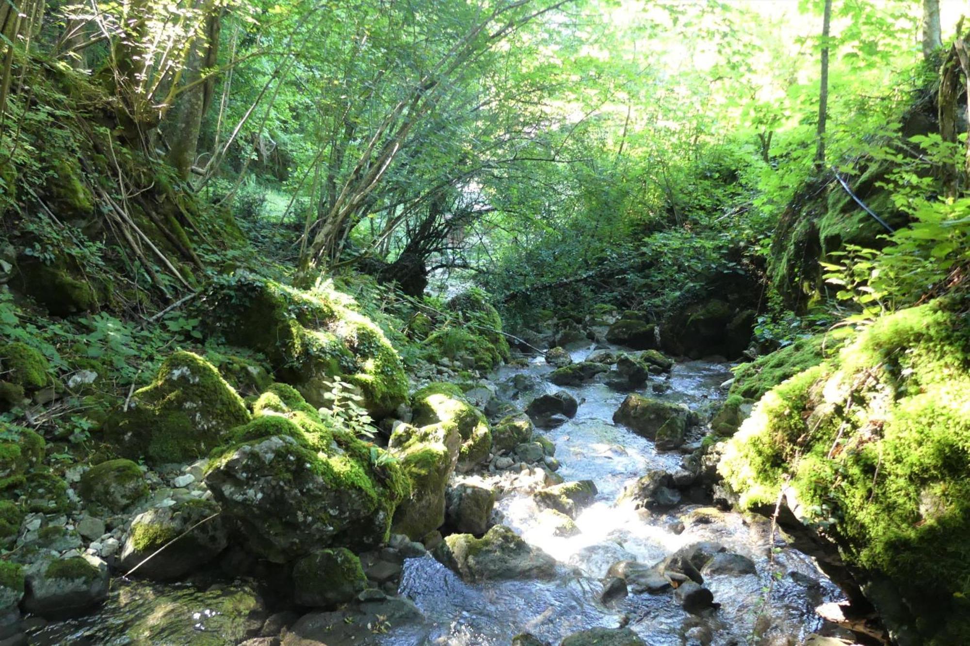 House By The Stream - Happy Rentals Avce Eksteriør billede